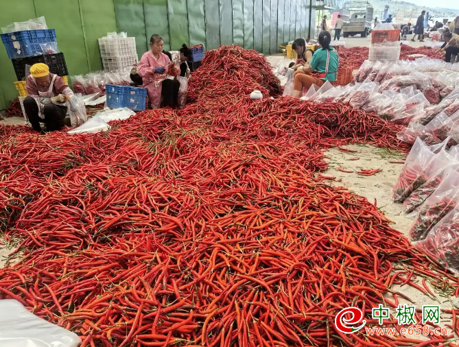 辣椒1